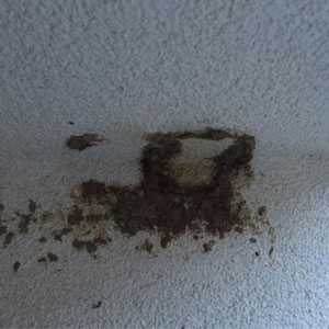 Wir befreien Ihr Haus von lästigen Graffitis und Schmierereien. Kontaktieren Sie Ihren Experten für die Graffitientfernung im Raum Hamburg!